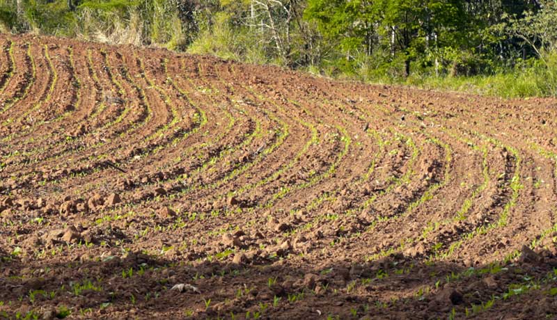 Milho safrinha como preparar o solo para o cultivo